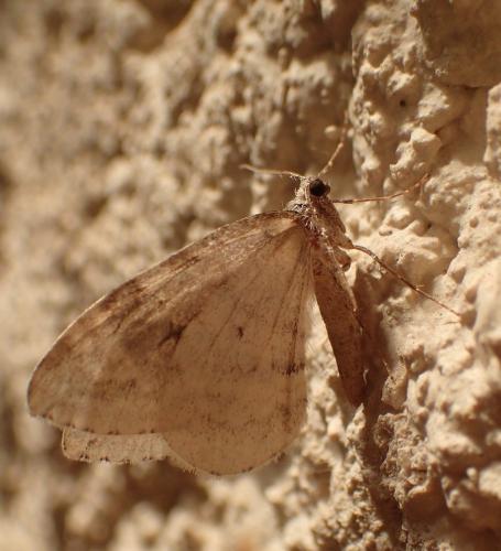 Epirrita sp.